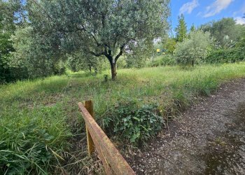 Foto 5 - Terreno agricolo Calvi Risorta - foto 5