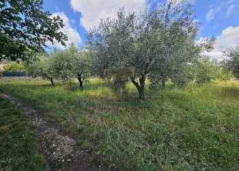 Foto 6 - Terreno agricolo Calvi Risorta - foto 6