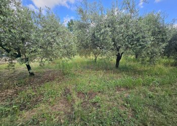 Foto 7 - Terreno agricolo Calvi Risorta - foto 7