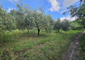 Foto 9 - Terreno agricolo Calvi Risorta - foto 9