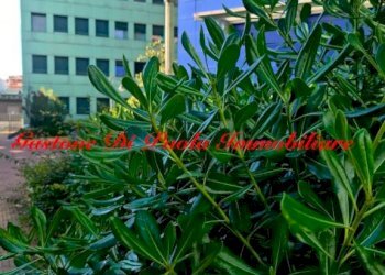Three-room apartment Milano (neighborhood Vigentino) - photo 3