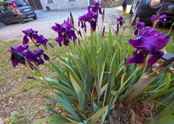 Giardino - Rustic via Malcantone, 1287, Valsamoggia (neighborhood San Damaso) - photo 25