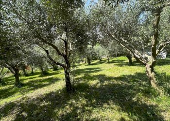 Terreno - Villa via Budria e Oliveti, Carobbio degli Angeli - foto 13