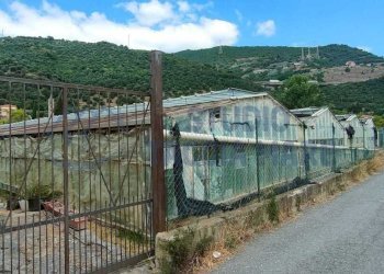 f99d6cbb-4c69-418e-b0d1-e8d2e568eb78.jpg - Agricultural land Argine Sinistro, Taggia - photo 2