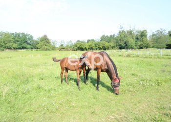 Villa Via Risorgimento, Cadorago - photo 43
