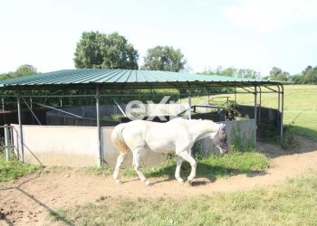 Villa Via Risorgimento, Cadorago - photo 44