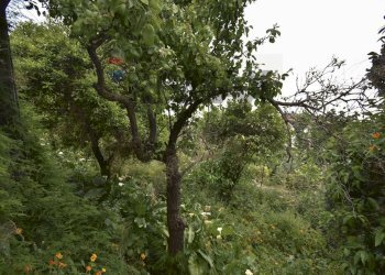 Giardino - Rustico Via Risorgimento
64, Pagliara - foto 43