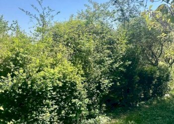 Terreno - Rustico via San Rocco, Pertica Alta - foto 18