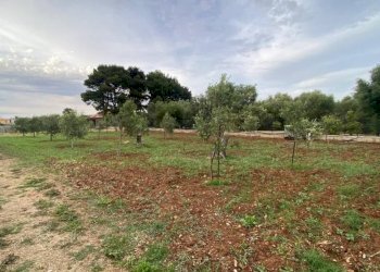 Terreno - Terreno agricolo via Ferdinando Magellano, ----, Carini - foto 7