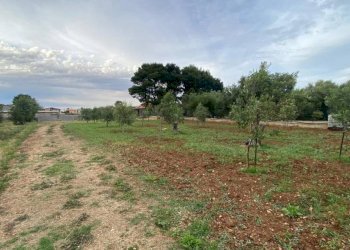 Terreno - Terreno agricolo via Ferdinando Magellano, ----, Carini - foto 8