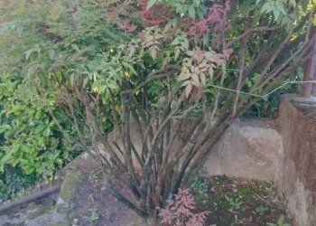 Giardino - Three-room apartment via Masaccio, 16, Varese - photo 9