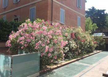 VILLA INDIPENDENTE - Saragozza pedecollinare - Villa Via Dotti  16, Bologna (neighborhood Saragozza) - photo 18