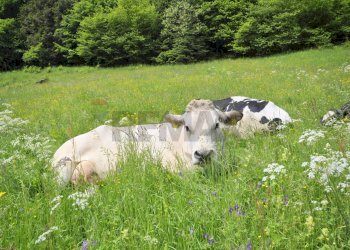 Giardino - Independent house VIA DAMIANO CHIESA
 
SNC, Asiago - photo 2