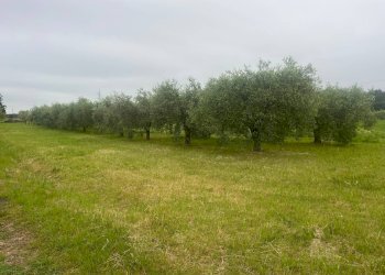 Foto 5 - Terreno agricolo via c menotti
12, Cascina - foto 5