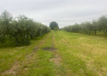 Foto 6 - Terreno agricolo via c menotti
12, Cascina - foto 6