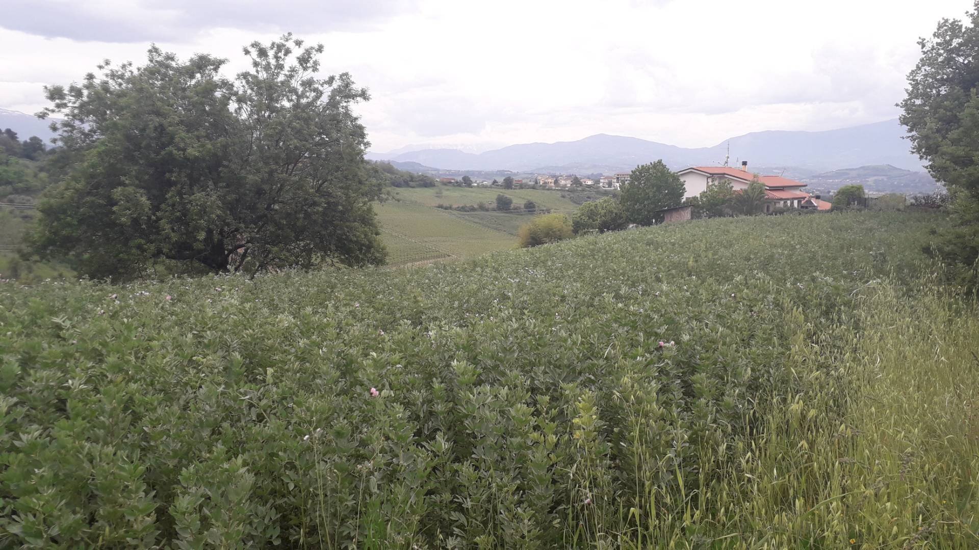 Foto 1 - Agricultural land Via delle More, Casalincontrada - photo 1