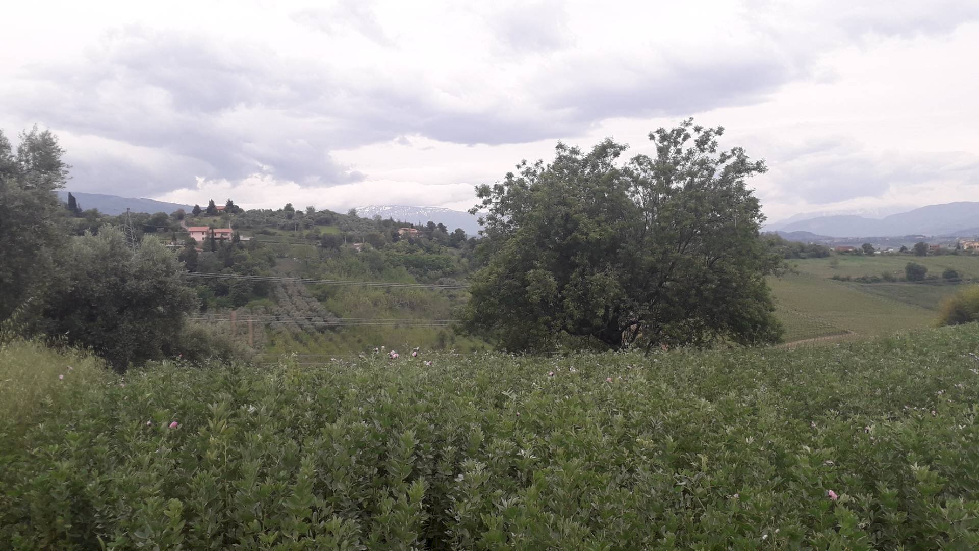 Foto 2 - Agricultural land Via delle More, Casalincontrada - photo 2