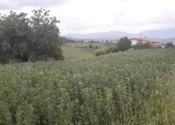 Foto 1 - Agricultural land Via delle More, Casalincontrada - photo 1