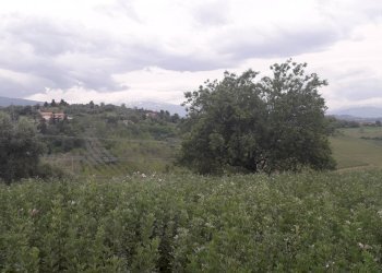 Foto 2 - Agricultural land Via delle More, Casalincontrada - photo 2