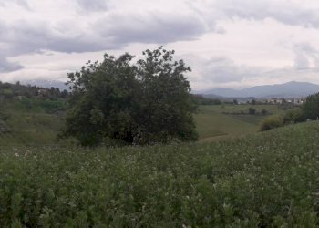 Foto 3 - Agricultural land Via delle More, Casalincontrada - photo 3