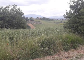 Foto 4 - Agricultural land Via delle More, Casalincontrada - photo 4