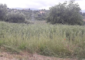 Foto 5 - Agricultural land Via delle More, Casalincontrada - photo 5
