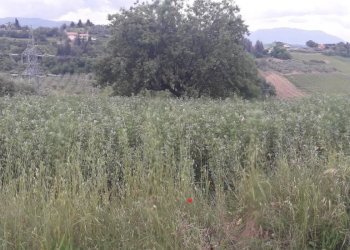 Foto 6 - Agricultural land Via delle More, Casalincontrada - photo 6