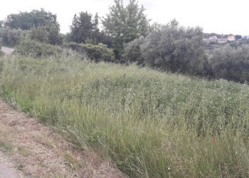 Foto 9 - Agricultural land Via delle More, Casalincontrada - photo 9