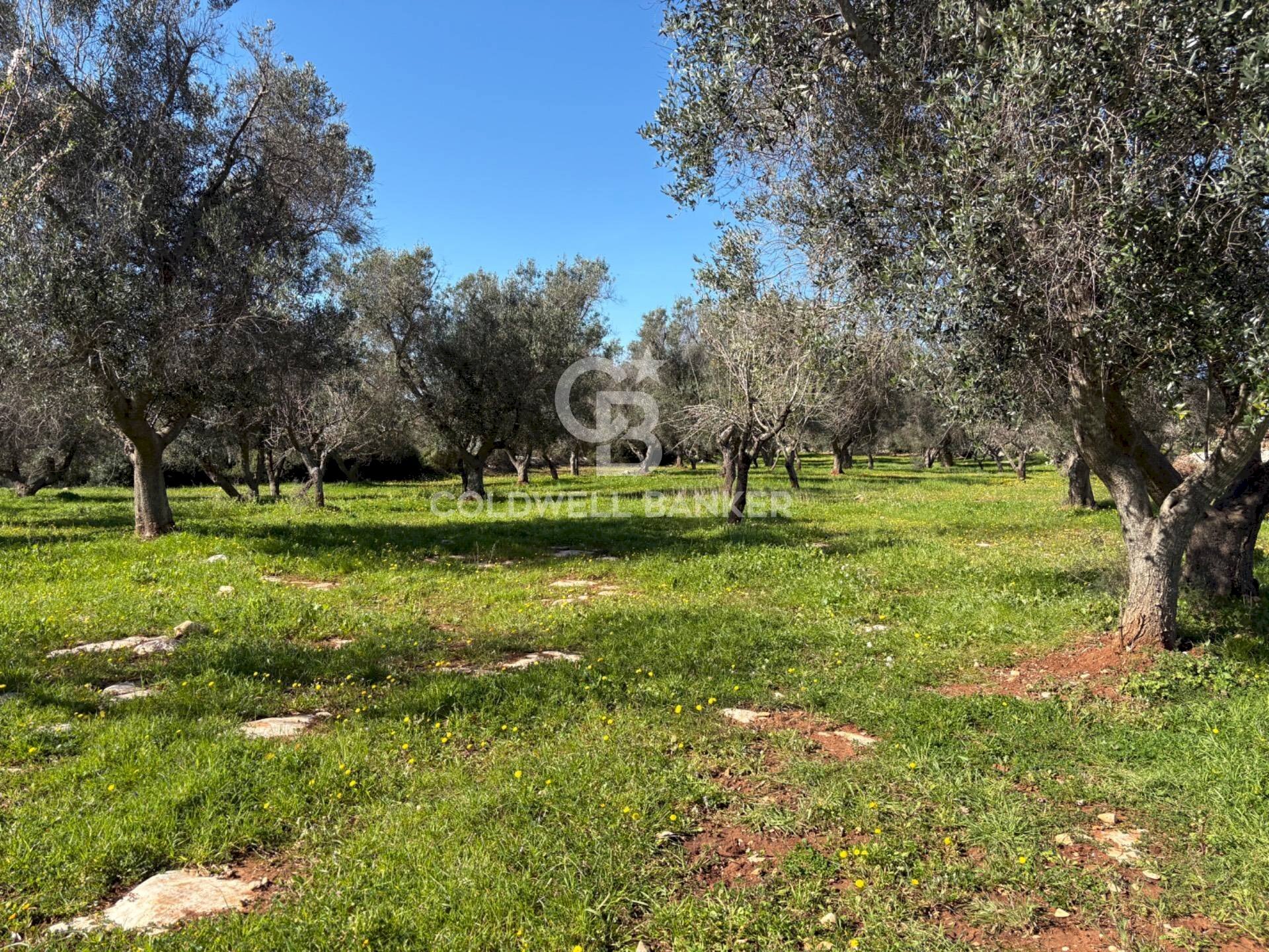 Foto 1 - Terreno agricolo Contrada Puspo, Carovigno - foto 1