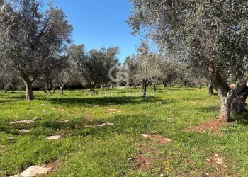 Foto 1 - Terreno agricolo Contrada Puspo, Carovigno - foto 1
