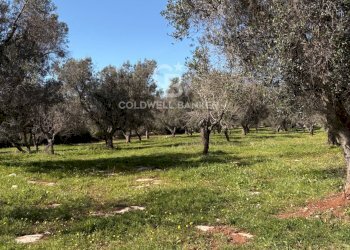 Foto 6 - Terreno agricolo Contrada Puspo, Carovigno - foto 6
