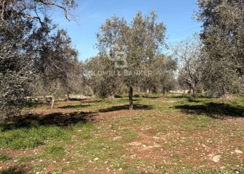 Foto 9 - Terreno agricolo Contrada Puspo, Carovigno - foto 9