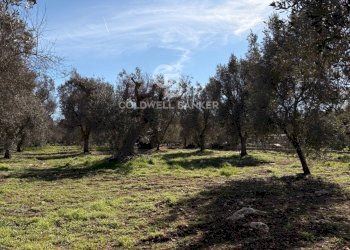 Foto 10 - Terreno agricolo Contrada Puspo, Carovigno - foto 10