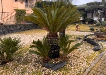 Giardino - Semi-detached house Via Pescara
 
7, Mascalucia - photo 3