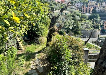 Giardino - Appartamento Pieve Ligure - foto 9