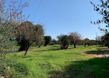 WhatsApp Image 2021-10-28 at 11.08.17.jpeg - Building land Monopoli - photo 12