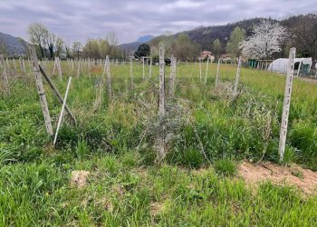 Vista delle montagne - Terreno agricolo Luino - foto 4