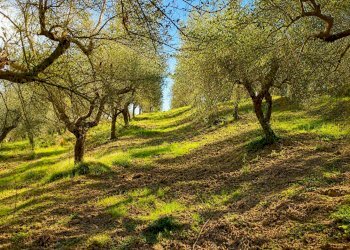 Foto 4 - Rustico Via Trecento, Montespertoli - foto 4