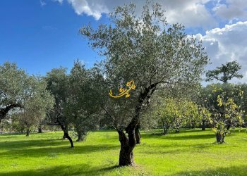 Foto 7 - Rustico Contrada Cozzana, Monopoli - foto 7