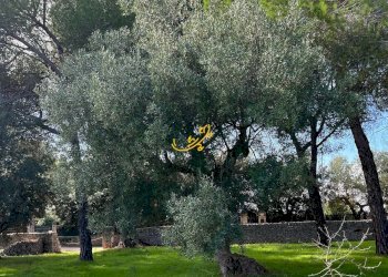 Foto 19 - Rustico Contrada Cozzana, Monopoli - foto 19