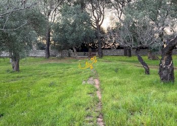 Foto 5 - Rustico Contrada Cozzana, Monopoli - foto 5