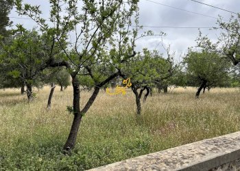 Foto 37 - Rustico Contrada Cozzana, Monopoli - foto 37