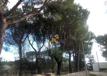 Foto 17 - Rustico Contrada Cozzana, Monopoli - foto 17