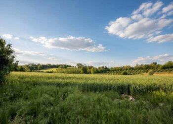 VISTA - Rustic frazione Lavezzole
 
70, San Damiano d'Asti - photo 6