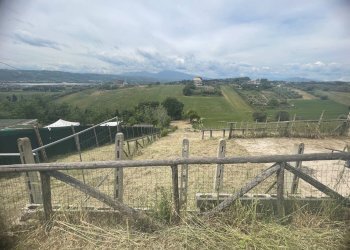 Foto 2 - Terreno agricolo Contrada Spaigge, Monteprandone - foto 2