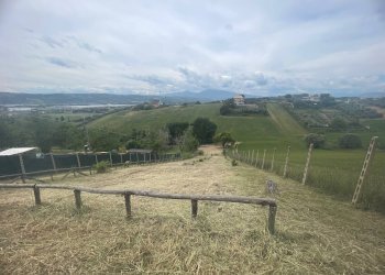 Foto 3 - Terreno agricolo Contrada Spaigge, Monteprandone - foto 3