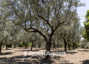 Terreno - Villa Località Zilleria, Gasperina - foto 39