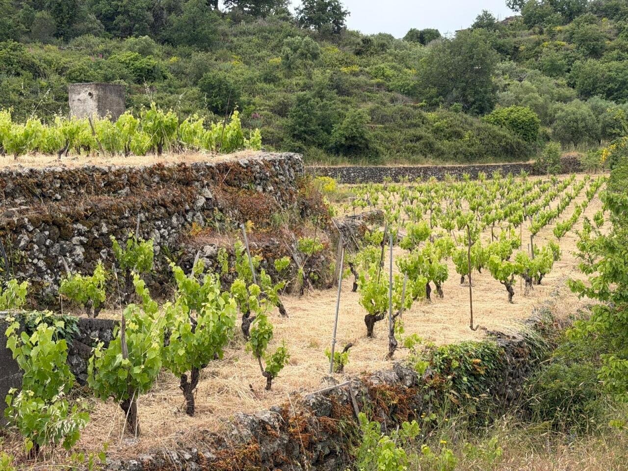 WhatsApp Image 2026-05-19 at 21.01.43(1) - Terreno agricolo Tremestieri Etneo - foto 1