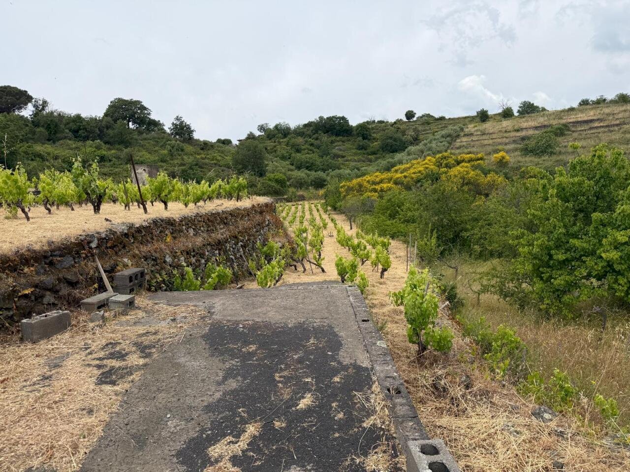 WhatsApp Image 2026-05-19 at 21.01.43(3) - Terreno agricolo Tremestieri Etneo - foto 3
