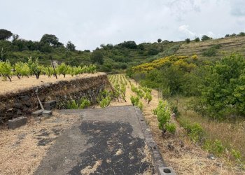 WhatsApp Image 2026-05-19 at 21.01.43(3) - Terreno agricolo Tremestieri Etneo - foto 3